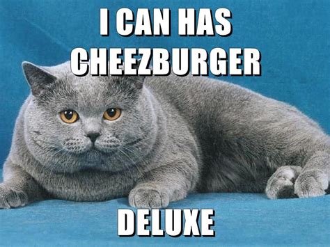 can i has cheezburger|i can has cheezburger original.